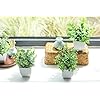 Der Rose Graduation Gifts 4 Pack Fake Plants Mini Artificial Greenery Potted Plants for Home Decor Indoor Office Table Room Farmhouse Bathroom Decor
